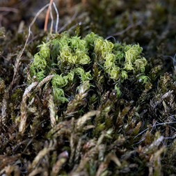 Platygyrium repens (oil spill moss)